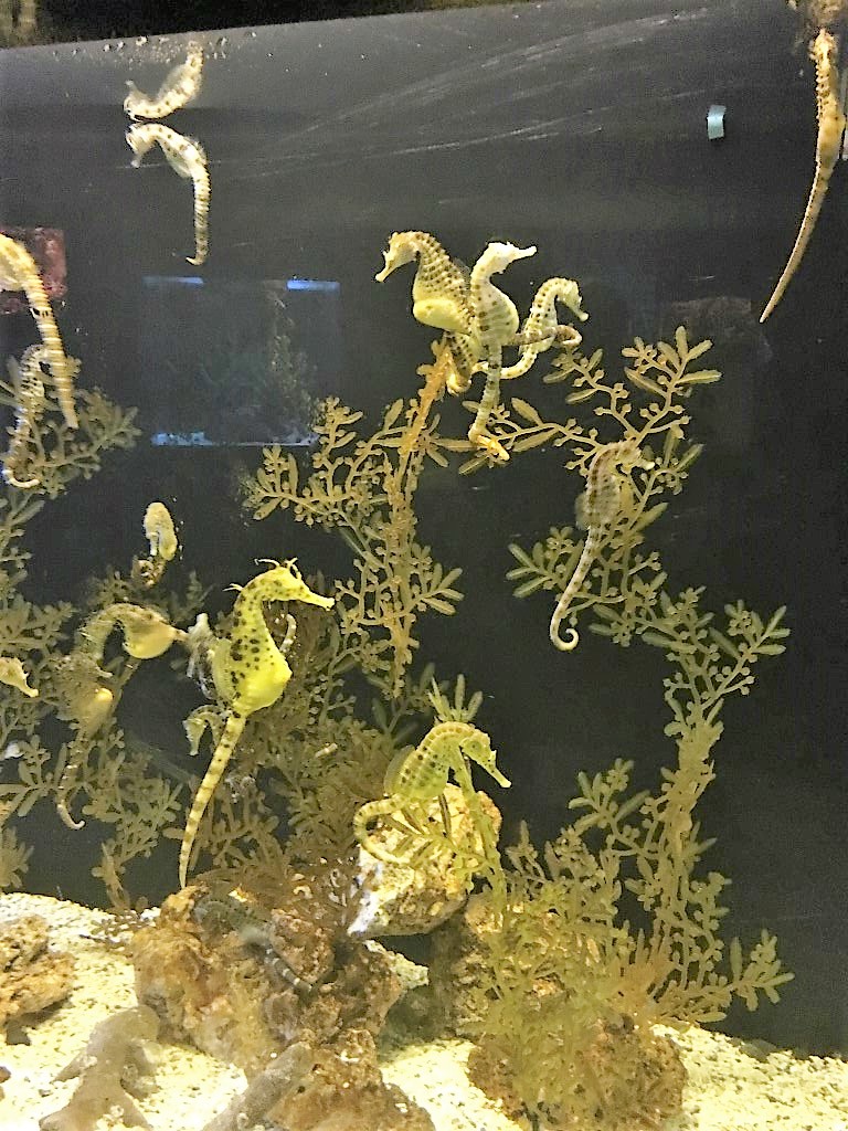 Ocean World